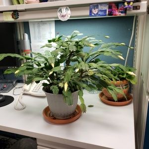 Meet your Posher, Beverly